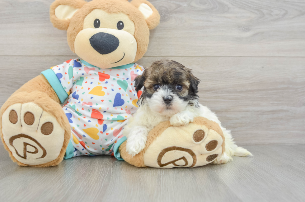 7 week old Havapoo Puppy For Sale - Simply Southern Pups