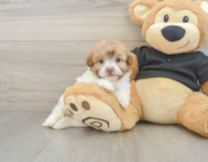 8 week old Havapoo Puppy For Sale - Simply Southern Pups