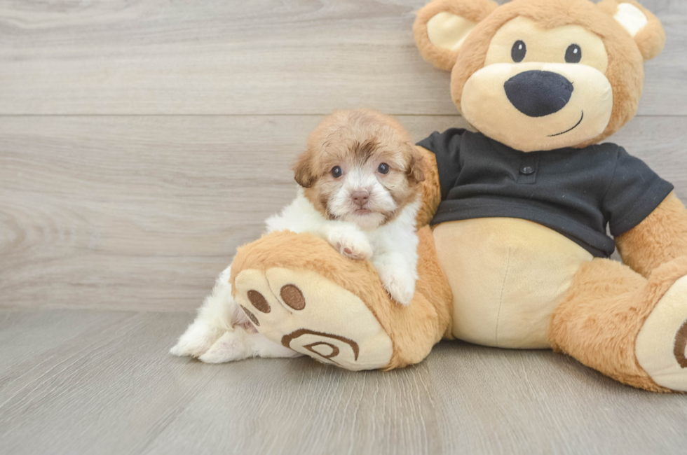 5 week old Havapoo Puppy For Sale - Simply Southern Pups