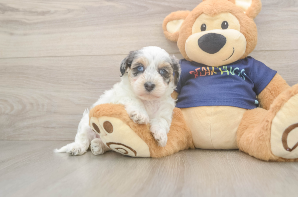 5 week old Havapoo Puppy For Sale - Simply Southern Pups