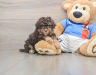 8 week old Havapoo Puppy For Sale - Simply Southern Pups