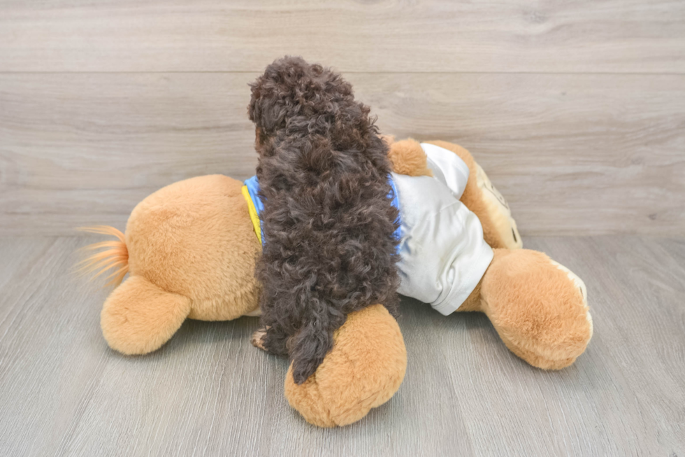 Adorable Havadoodle Poodle Mix Puppy