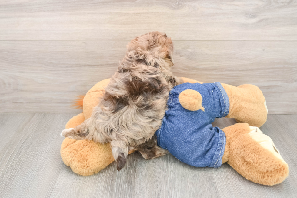 Smart Havapoo Poodle Mix Pup