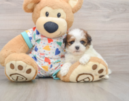 8 week old Havapoo Puppy For Sale - Simply Southern Pups