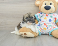 6 week old Havapoo Puppy For Sale - Simply Southern Pups