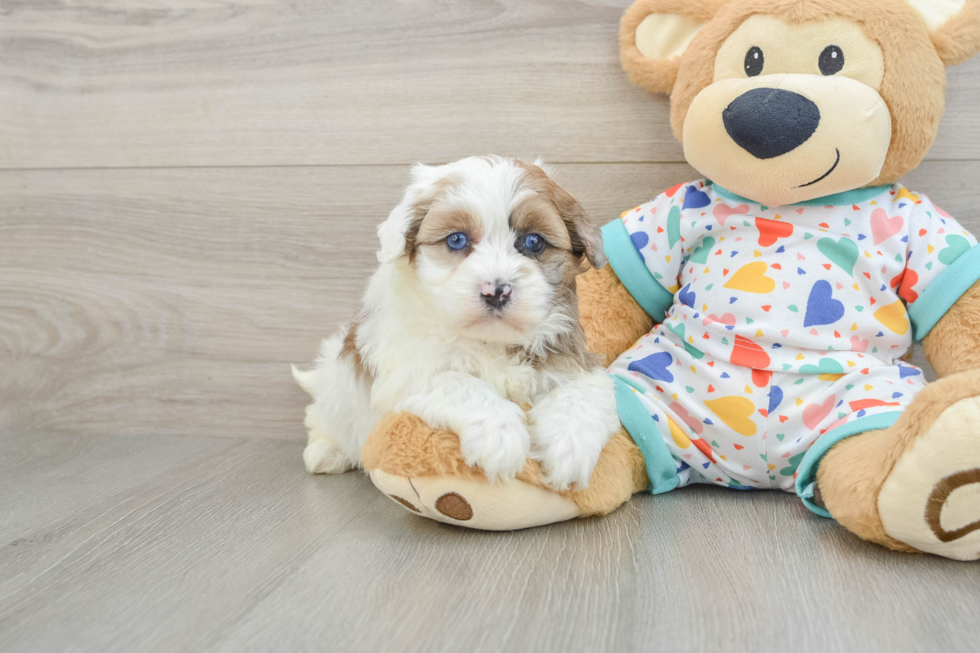 Havapoo Puppy for Adoption