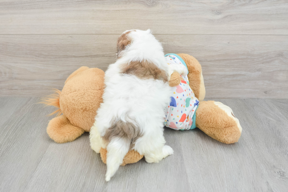 Havapoo Puppy for Adoption