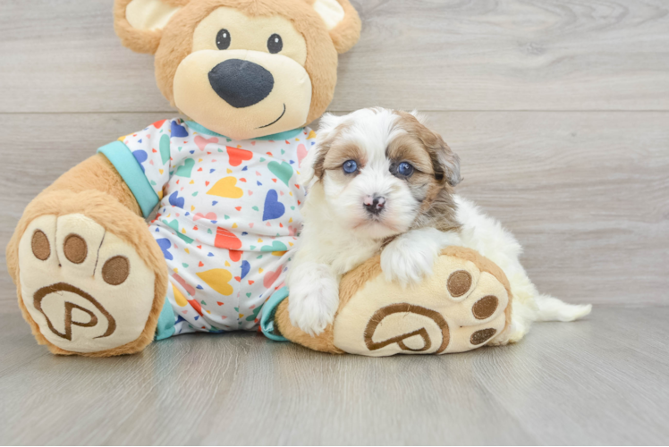 Havapoo Pup Being Cute