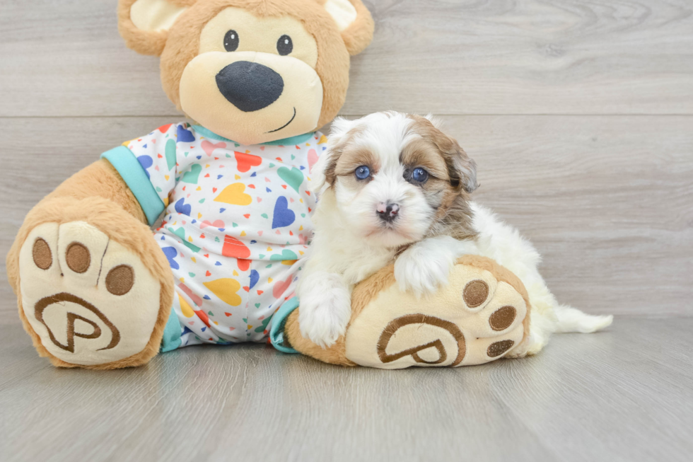 Havapoo Pup Being Cute