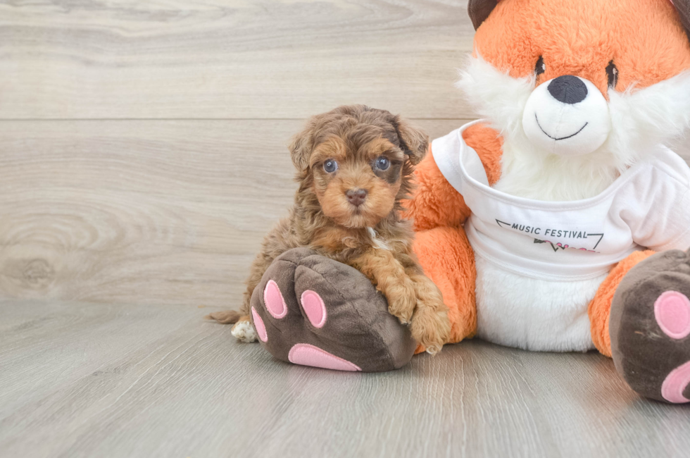 5 week old Havapoo Puppy For Sale - Simply Southern Pups