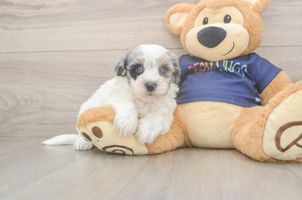 5 week old Havapoo Puppy For Sale - Simply Southern Pups