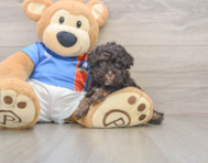 8 week old Havapoo Puppy For Sale - Simply Southern Pups