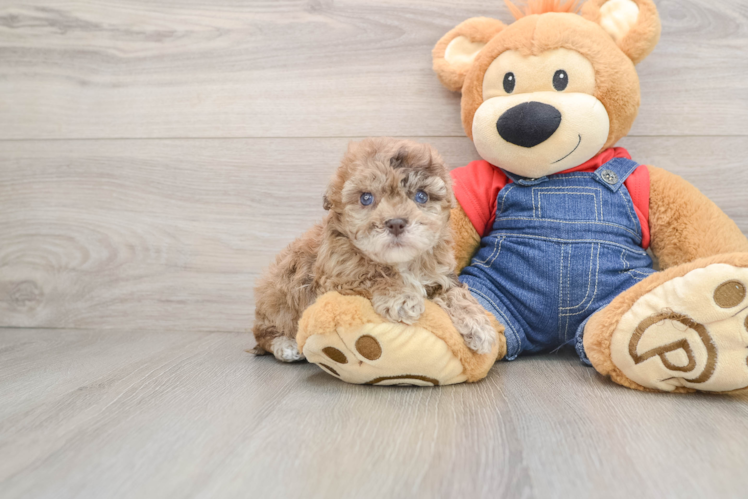 Fluffy Havapoo Poodle Mix Pup