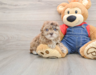 6 week old Havapoo Puppy For Sale - Simply Southern Pups