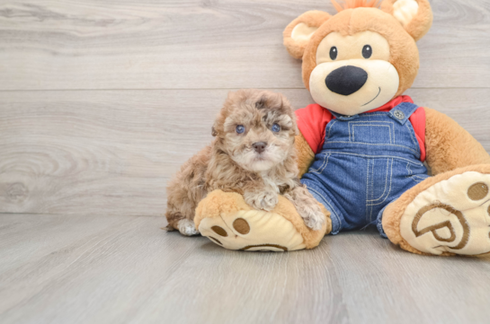 Fluffy Havapoo Poodle Mix Pup