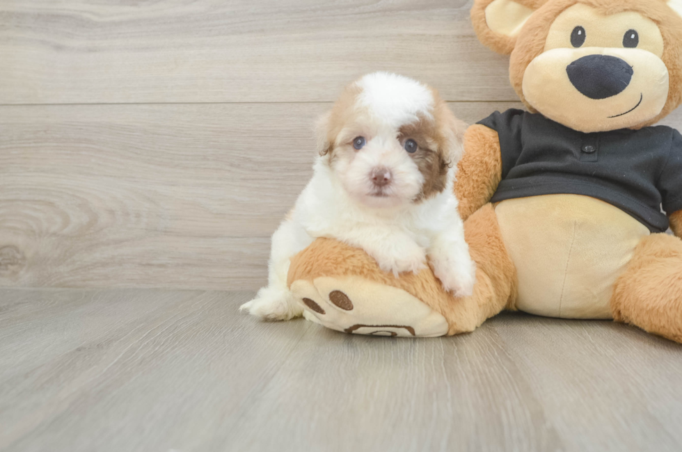 5 week old Havapoo Puppy For Sale - Simply Southern Pups