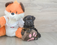 9 week old Havapoo Puppy For Sale - Simply Southern Pups