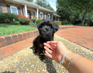 10 week old Havapoo Puppy For Sale - Simply Southern Pups