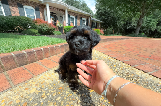 Havapoo Puppy for Adoption