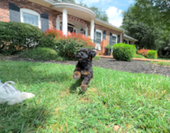 9 week old Havapoo Puppy For Sale - Simply Southern Pups