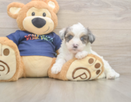 7 week old Havapoo Puppy For Sale - Simply Southern Pups