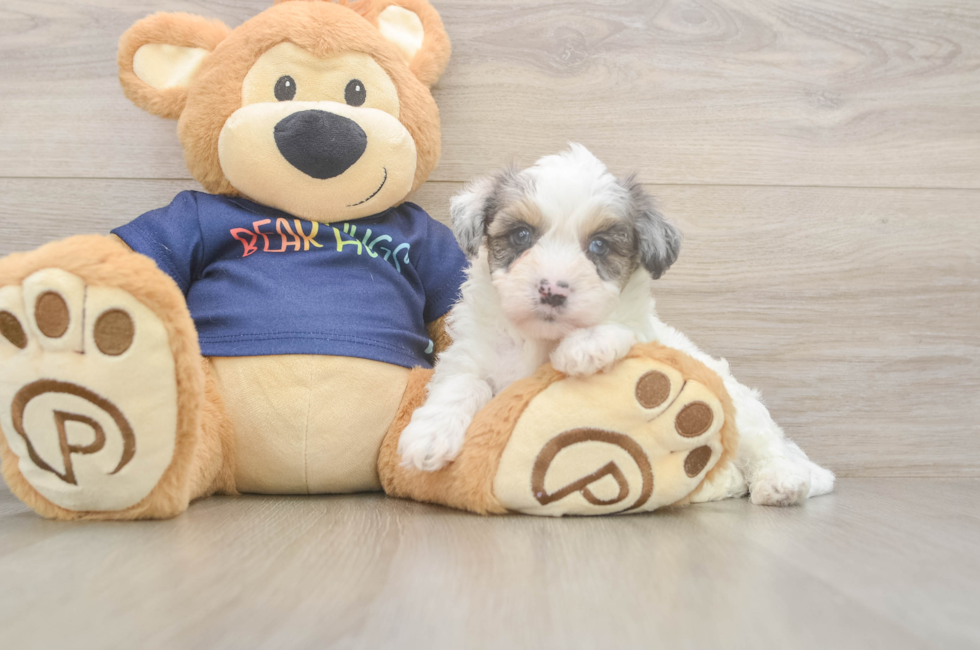 5 week old Havapoo Puppy For Sale - Simply Southern Pups