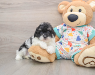 6 week old Havapoo Puppy For Sale - Simply Southern Pups