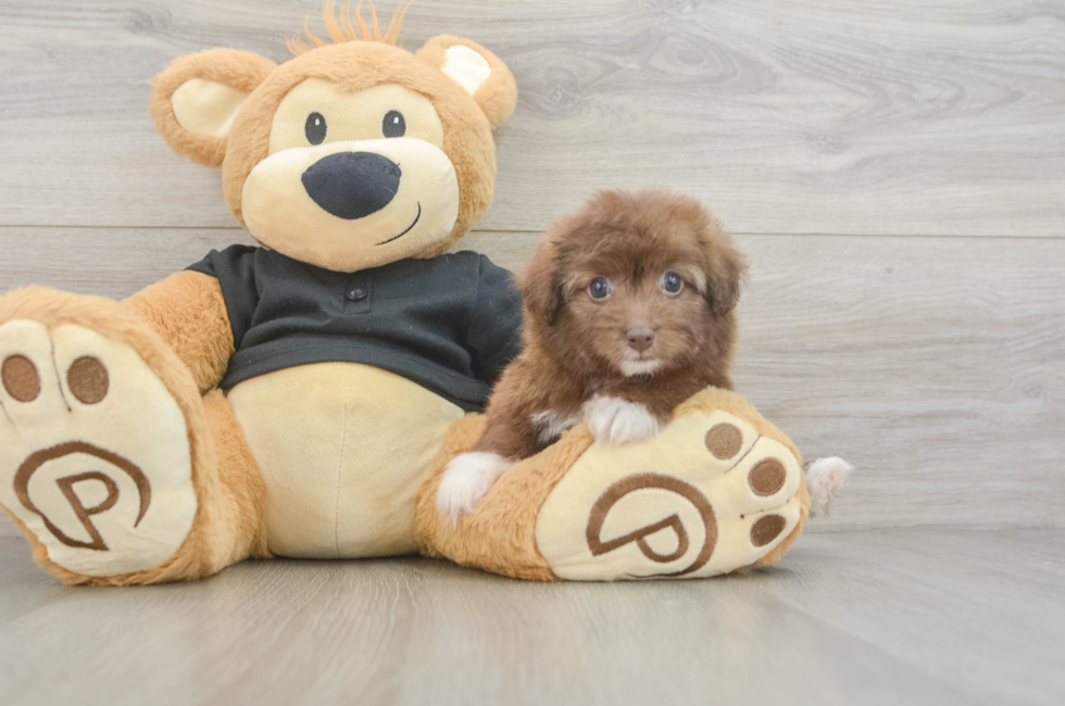 5 week old Havapoo Puppy For Sale - Simply Southern Pups