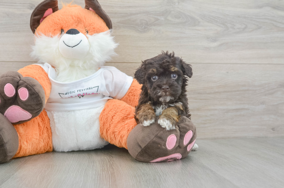 5 week old Havapoo Puppy For Sale - Simply Southern Pups