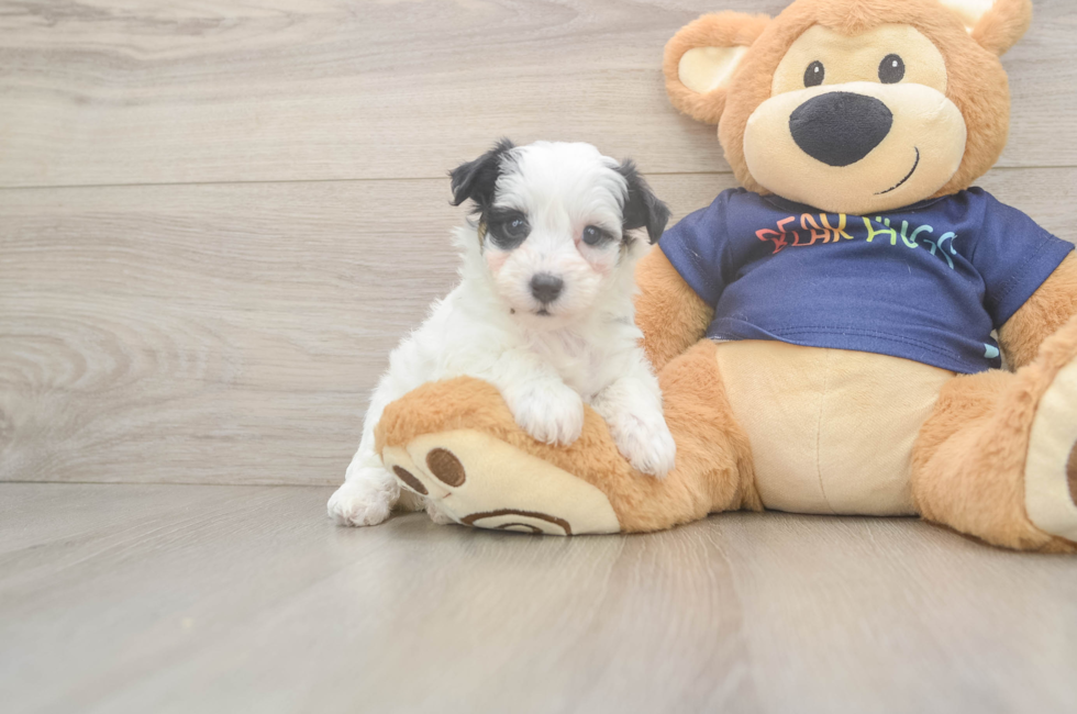 5 week old Havapoo Puppy For Sale - Simply Southern Pups