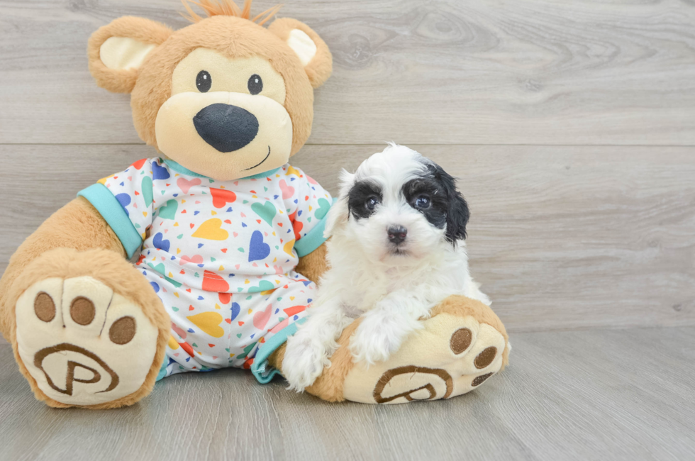 7 week old Havapoo Puppy For Sale - Simply Southern Pups