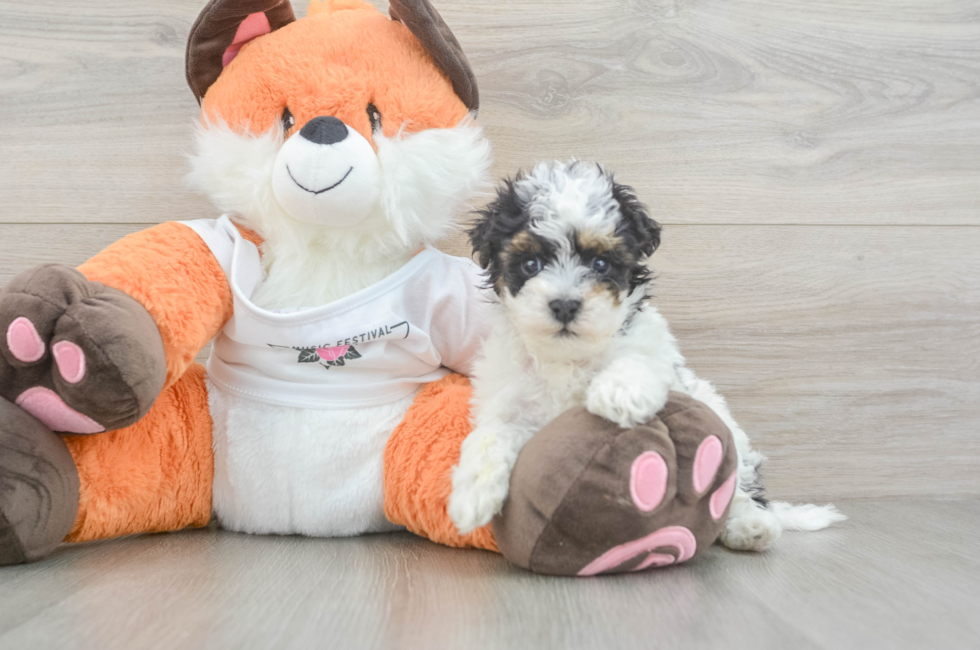 5 week old Havapoo Puppy For Sale - Simply Southern Pups