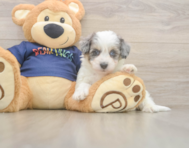 7 week old Havapoo Puppy For Sale - Simply Southern Pups