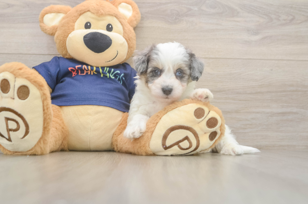 5 week old Havapoo Puppy For Sale - Simply Southern Pups