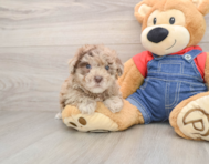 6 week old Havapoo Puppy For Sale - Simply Southern Pups