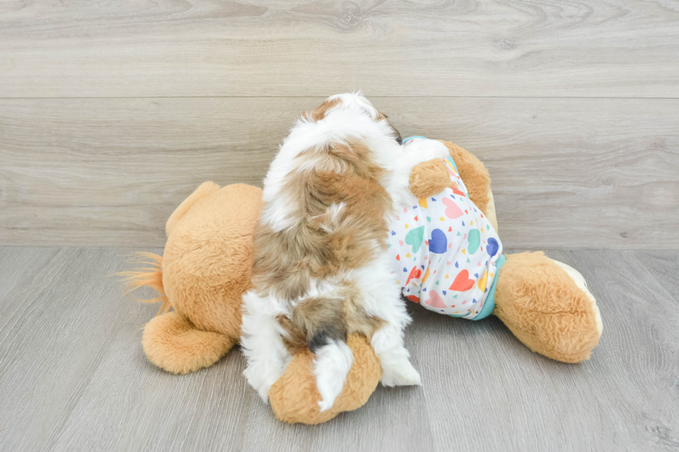 Playful Havadoodle Poodle Mix Puppy