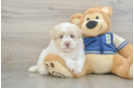 Havapoo Pup Being Cute