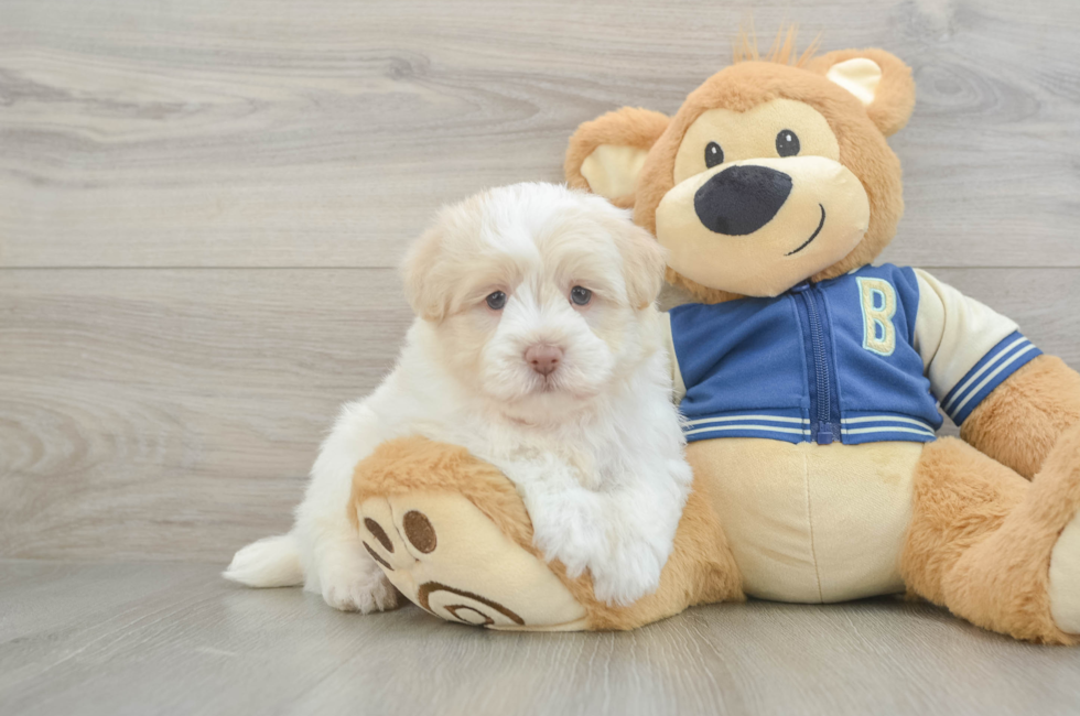 5 week old Havapoo Puppy For Sale - Simply Southern Pups