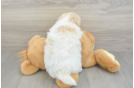 Havapoo Puppy for Adoption