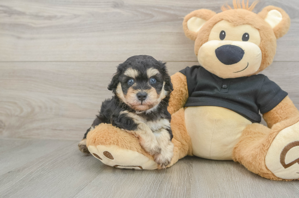 5 week old Havapoo Puppy For Sale - Simply Southern Pups