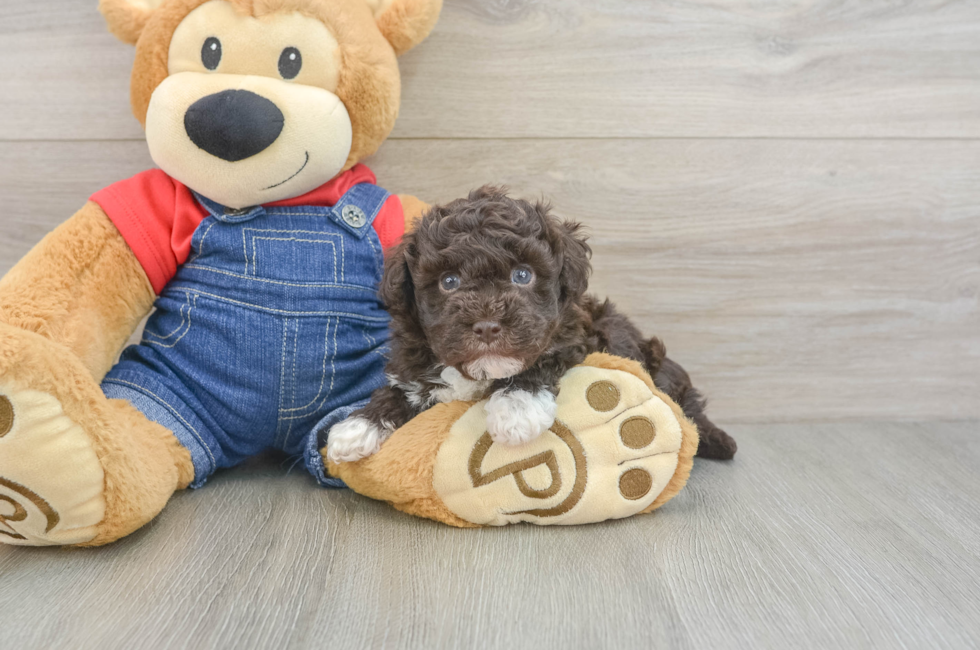 5 week old Havapoo Puppy For Sale - Simply Southern Pups