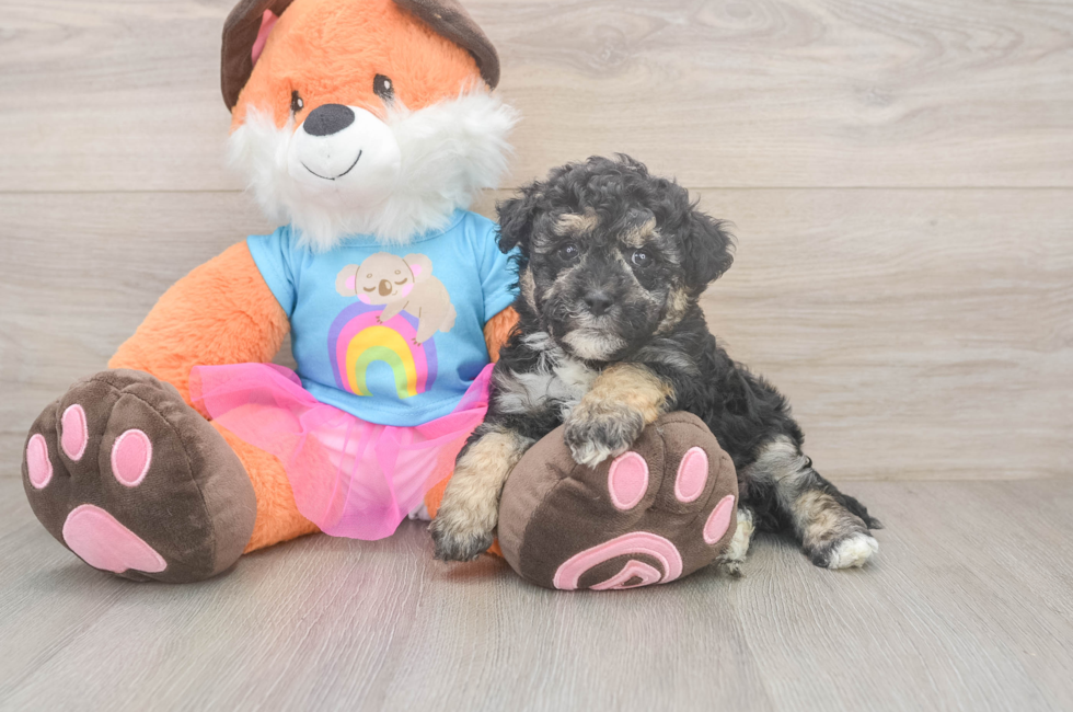 6 week old Havapoo Puppy For Sale - Simply Southern Pups
