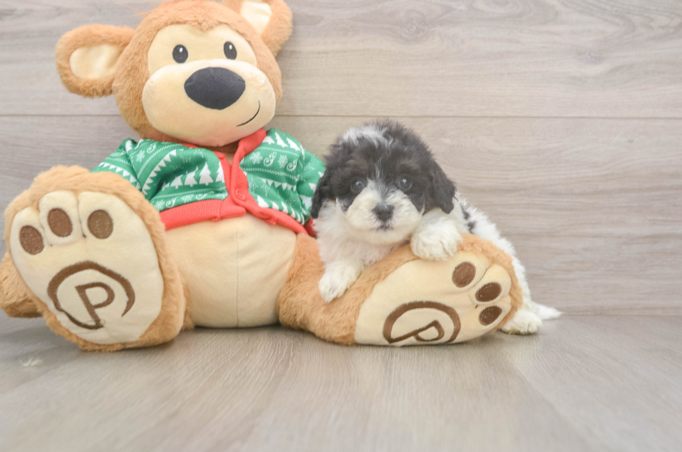 5 week old Havapoo Puppy For Sale - Simply Southern Pups