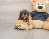 8 week old Havapoo Puppy For Sale - Simply Southern Pups