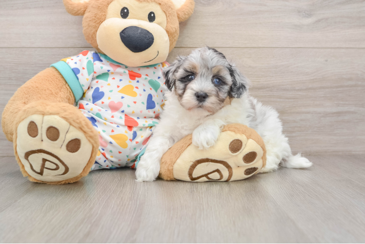 Best Havapoo Baby
