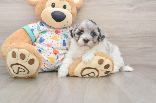Best Havapoo Baby