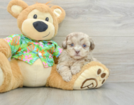 7 week old Havapoo Puppy For Sale - Simply Southern Pups