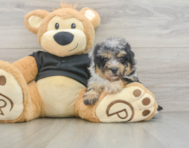 7 week old Havapoo Puppy For Sale - Simply Southern Pups