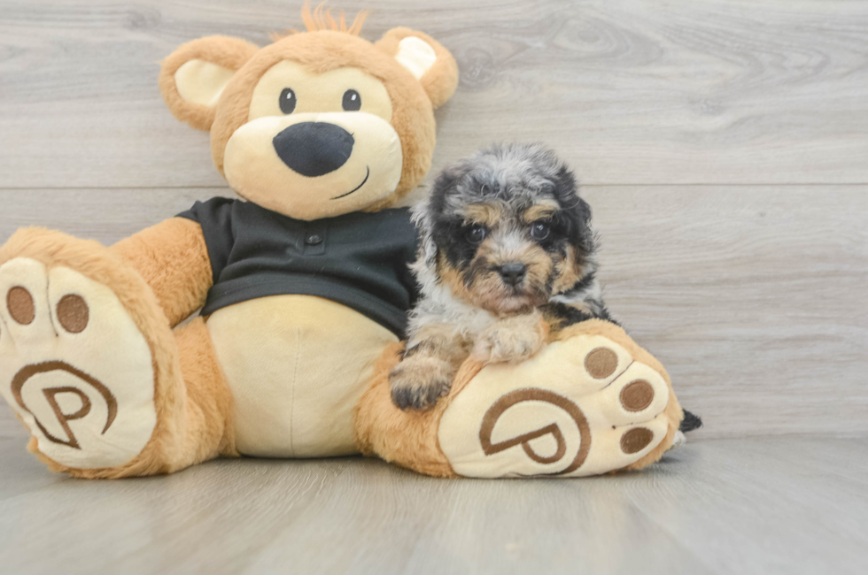 5 week old Havapoo Puppy For Sale - Simply Southern Pups