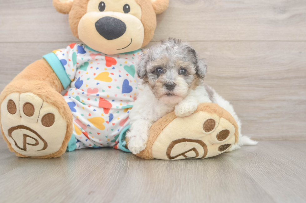 6 week old Havapoo Puppy For Sale - Simply Southern Pups